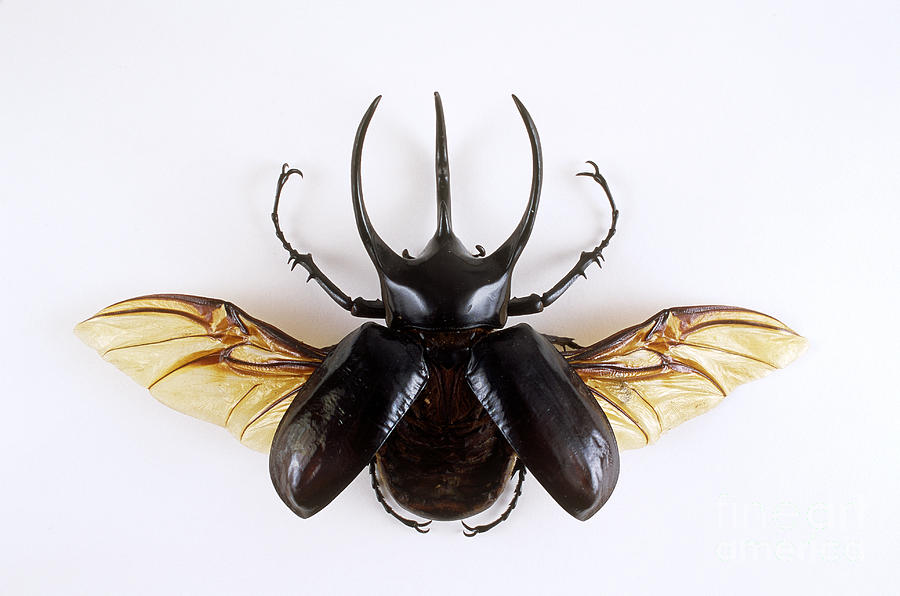 Atlas Beetle #1 Photograph by Barbara Strnadova