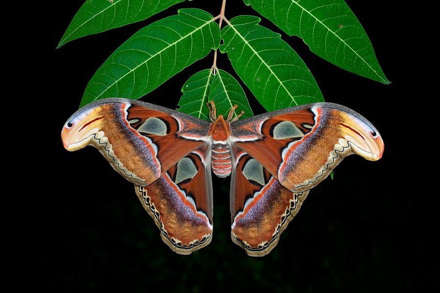Atlas Moth Photograph by Jeffrey Lepore