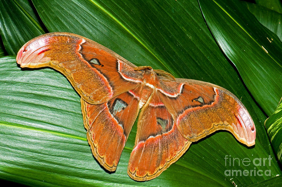 Atlas Moth #1 Photograph by Millard H. Sharp