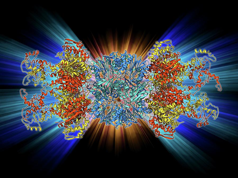 Atp-dependent Protease Molecule Photograph by Laguna Design