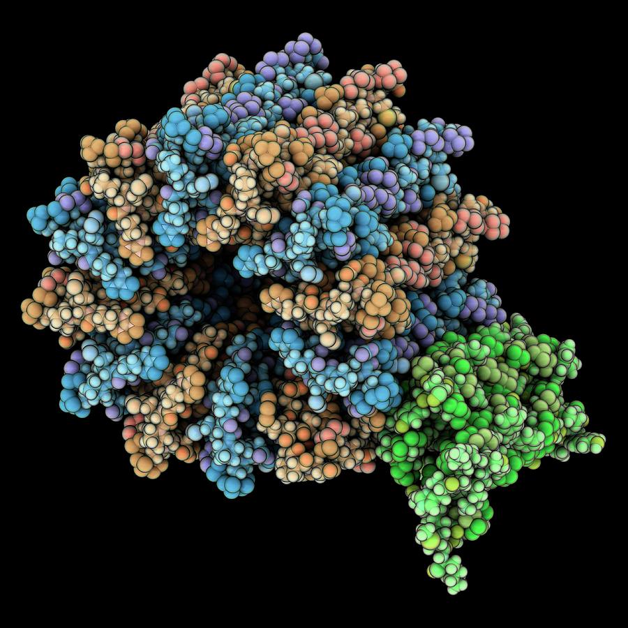 Atp Synthase Subcomplex Photograph by Laguna Design/science Photo Library