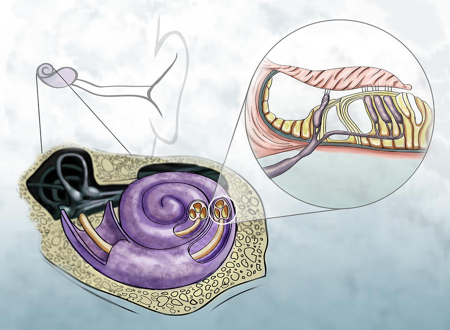 Auditory Hair Cells, Illustration #3 Photograph by Spencer Sutton