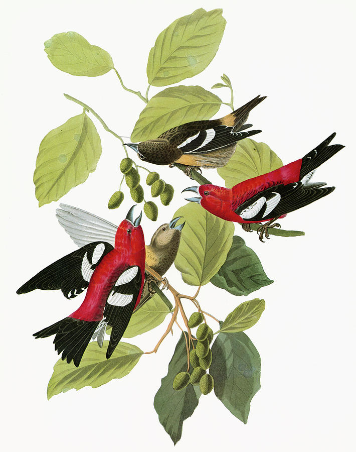 Crossbill Painting - Audubon Crossbill #1 by Granger
