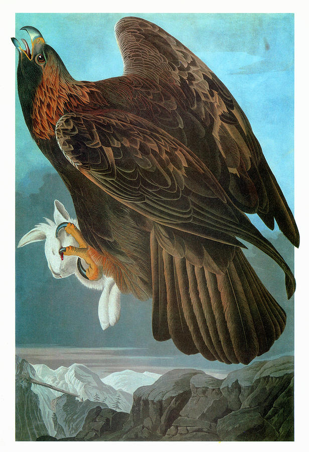 Audubon Eagle Painting by Granger Fine Art America Audubon Eagle Painting by Granger Fine Art America