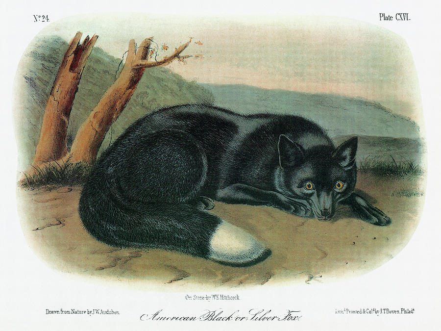 Fox Painting - Audubon Fox #1 by Granger