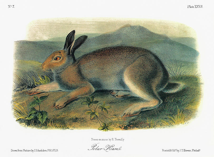 Summer Painting - Audubon Hare #1 by Granger