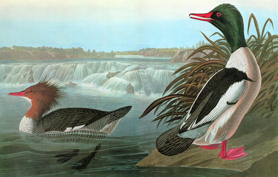 Audubon Merganser #1 Painting by Granger