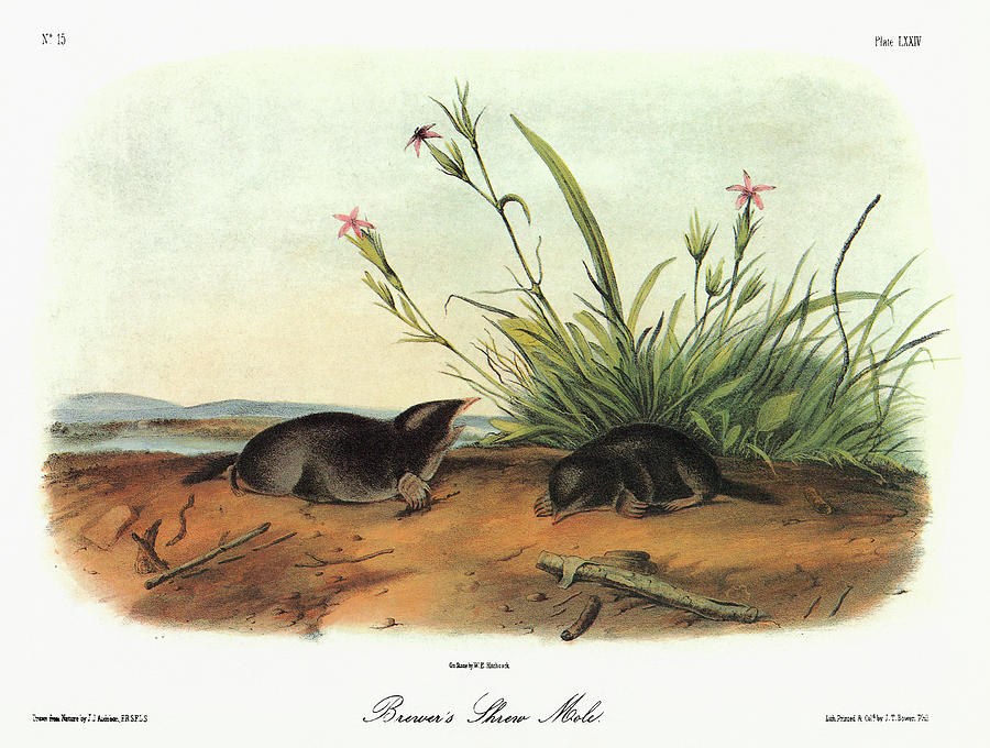 Audubon Mole #1 Painting by Granger