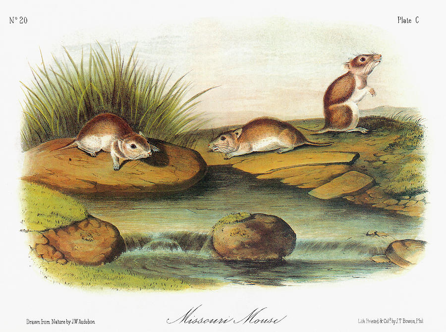 Audubon Mouse #1 Painting by Granger
