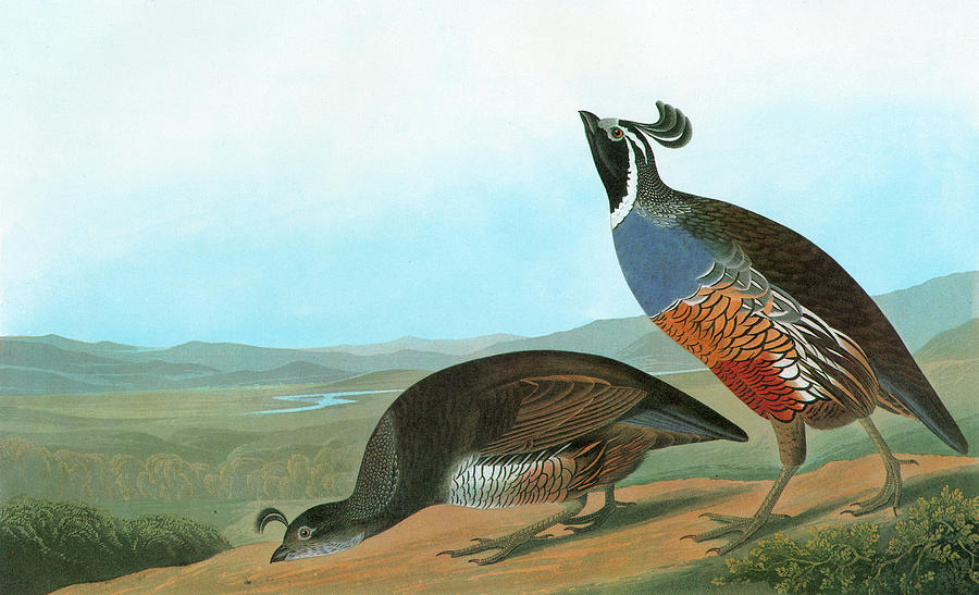 Audubon Quail Painting by Granger - Fine Art America