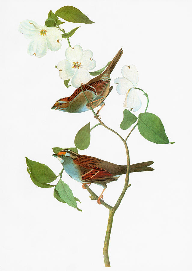 Audubon Sparrow #1 Painting by Granger