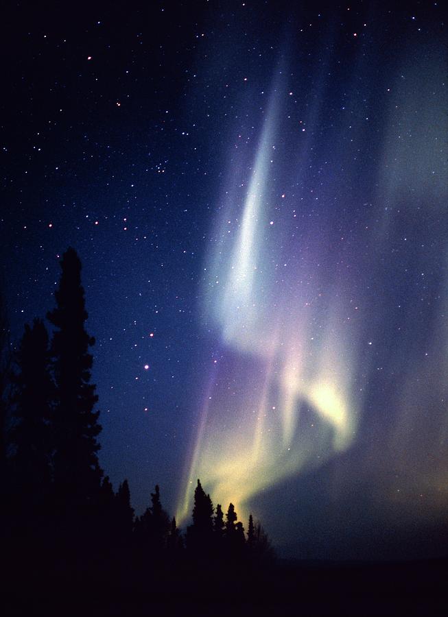 Aurora Borealis Or Northern Lights Over A Forest #1 Photograph by Jack Finch/science Photo Library
