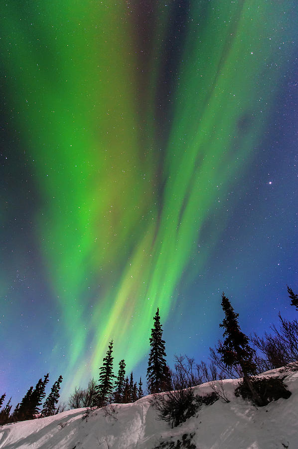 Aurora Borealis Over Trees #1 Photograph by Carl Johnson