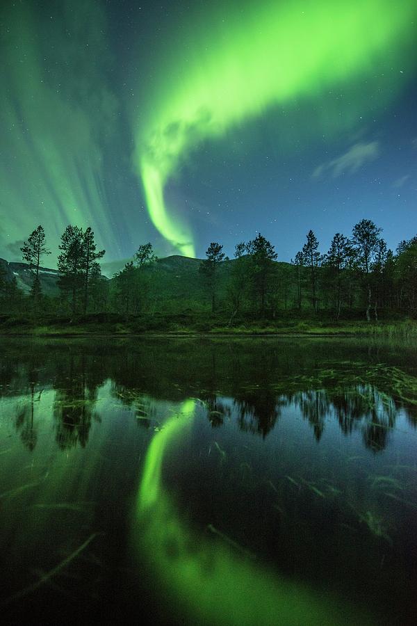 Aurora Borealis Over Trees #1 Photograph by Tommy Eliassen/science Photo Library