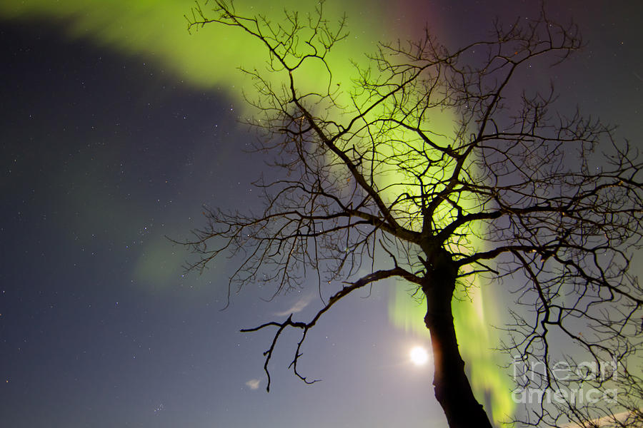 Aurora Borealis With Tree And Pleiades #1 Photograph by Joseph Bradley