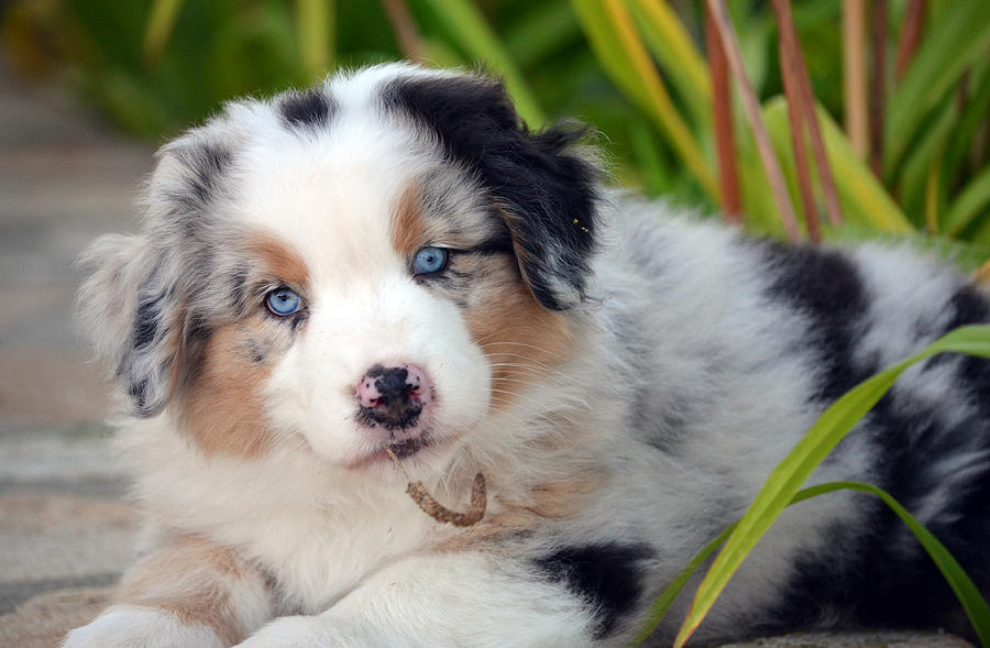 Aussie puppy Photograph by Vessi Ilieva | Fine Art America