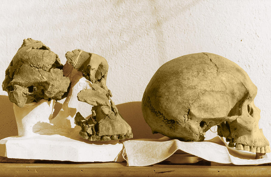 Skull Photograph - Australian Aborigine And Paranthropus #1 by Des Bartlett