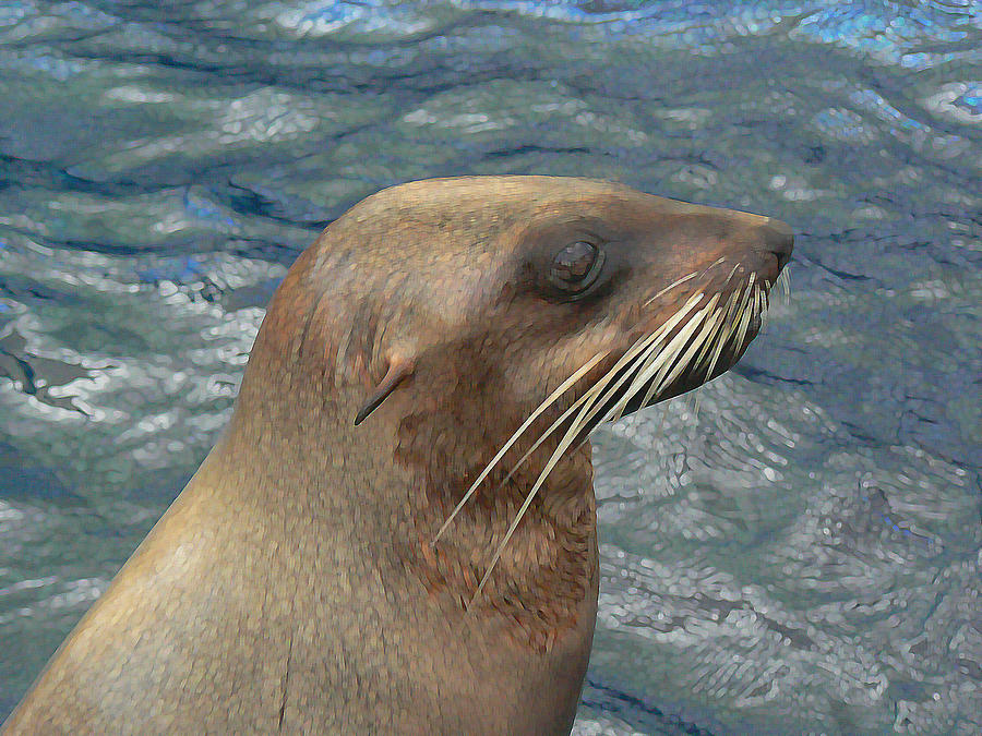Australian Fur Seal Photograph by Margaret Saheed