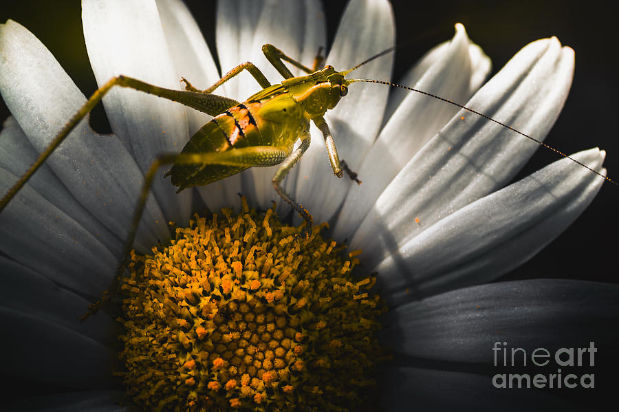 Spring Photograph - Australian grasshopper on flowers. Spring concept #1 by Jorgo Photography