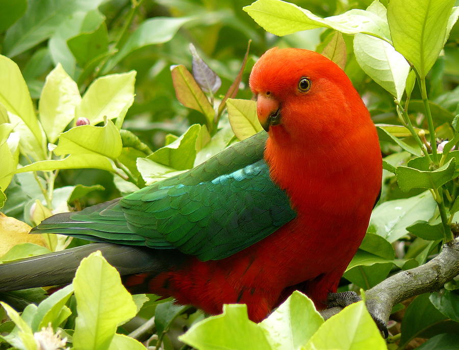 Australian King Parrot #1 Photograph by Margaret Stockdale