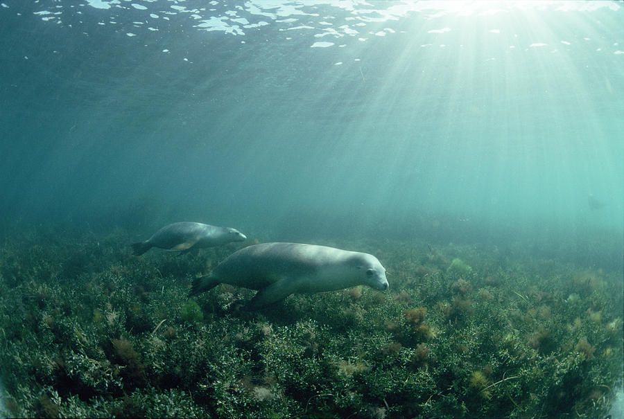 Animal Photograph - Australian Sea Lions #1 by Jeff Rotman