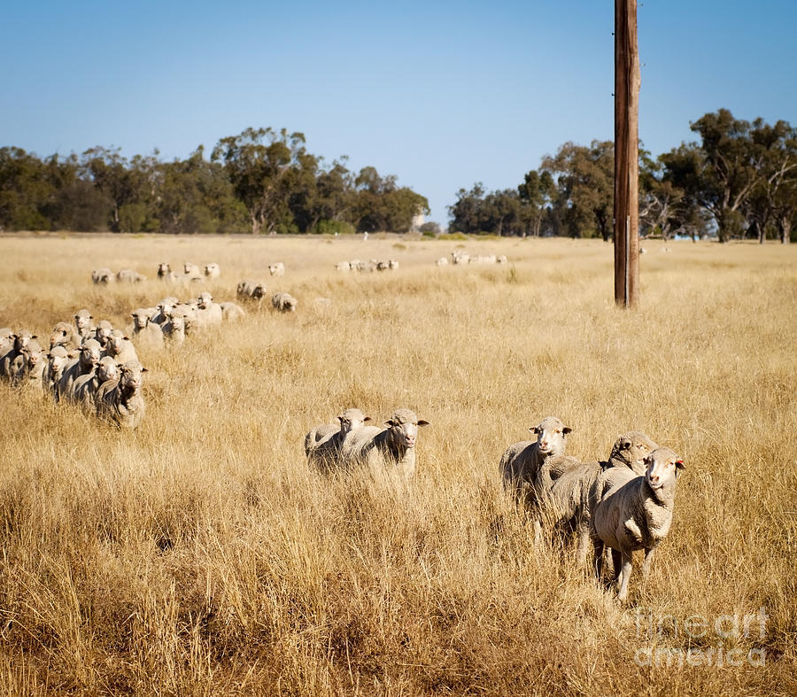 Sheep Photograph - Australian Sheep #1 by THP Creative