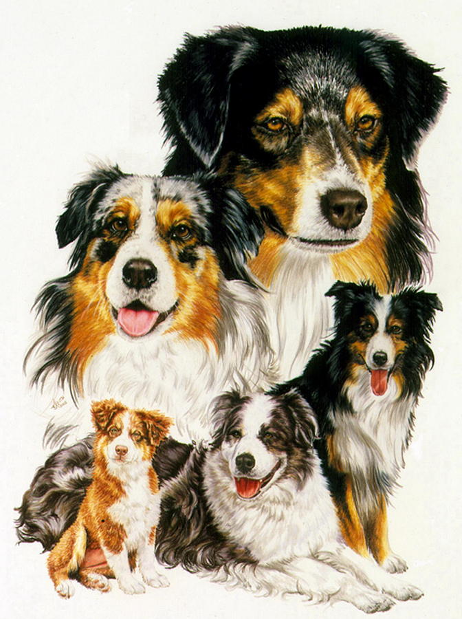 Australian Shepherd Drawing by Barbara Keith