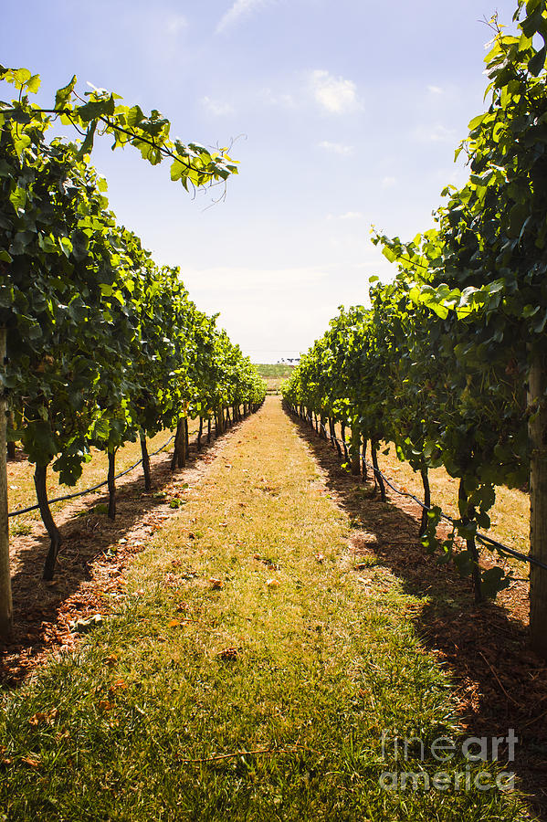 Australian winery landscape of vineyard grapes #1 Photograph by Jorgo Photography