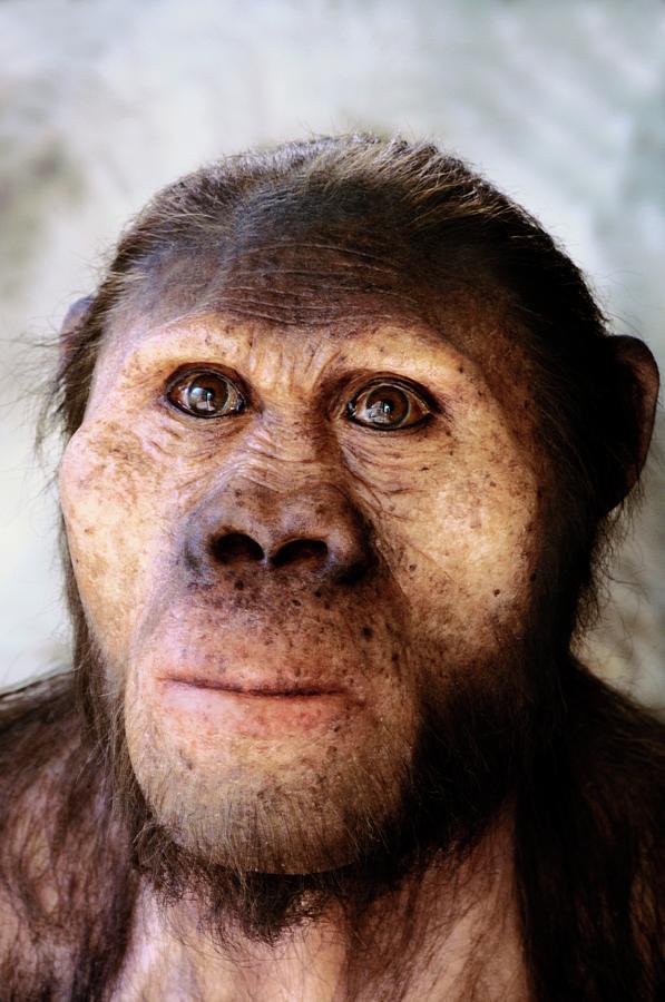 Australopithecus Africanus Model Photograph By Pplaillyedaynesscience Photo Library