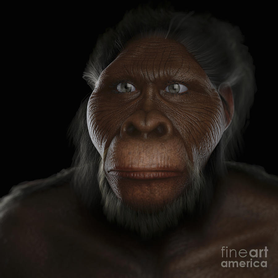 Australopithecus Photograph by Science Picture Co - Fine Art America