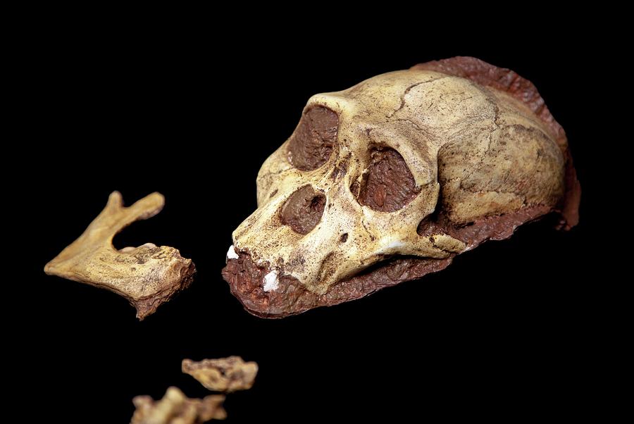 Prehistoric Photograph - Australopithecus Sediba Fossil Skull #1 by Natural History Museum, London/science Photo Library