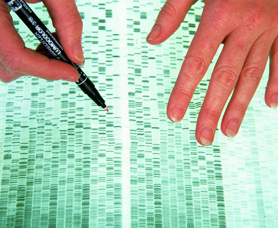 Autoradiogram For Dna Sequencing Photograph by Simon Fraser/science