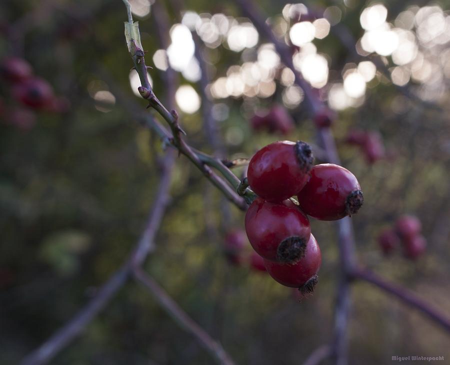 Autumn Berries #1 Photograph by Miguel Winterpacht