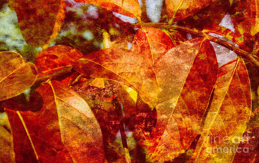 Autumn Bright #2 Photograph by Arlene Carmel