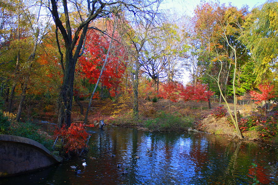 Autumn by the Creek Photograph by Dora Sofia Caputo - Fine Art America