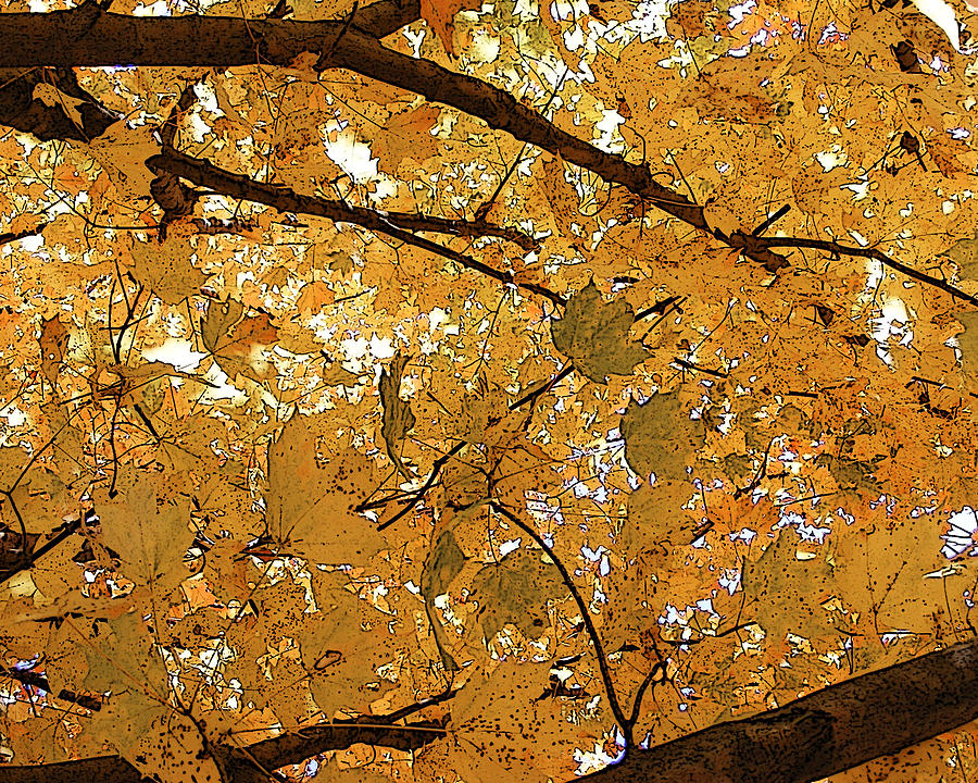 Autumn Canopy  Photograph by Margie Avellino