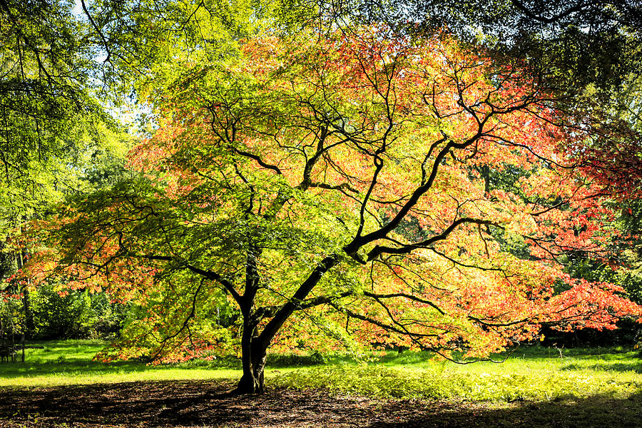 Autumn Colors #1 Photograph by Chris Smith