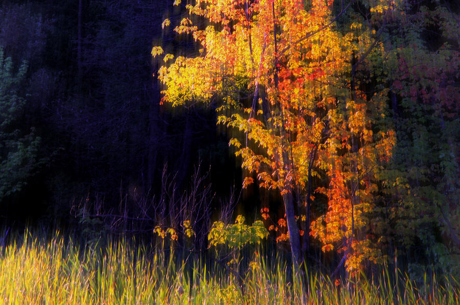 Autumn Colors #1 Photograph by Jim Vance