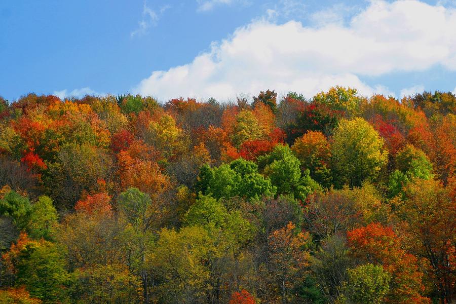 Autumn Colors #1 Photograph by Living Color Photography Lorraine Lynch