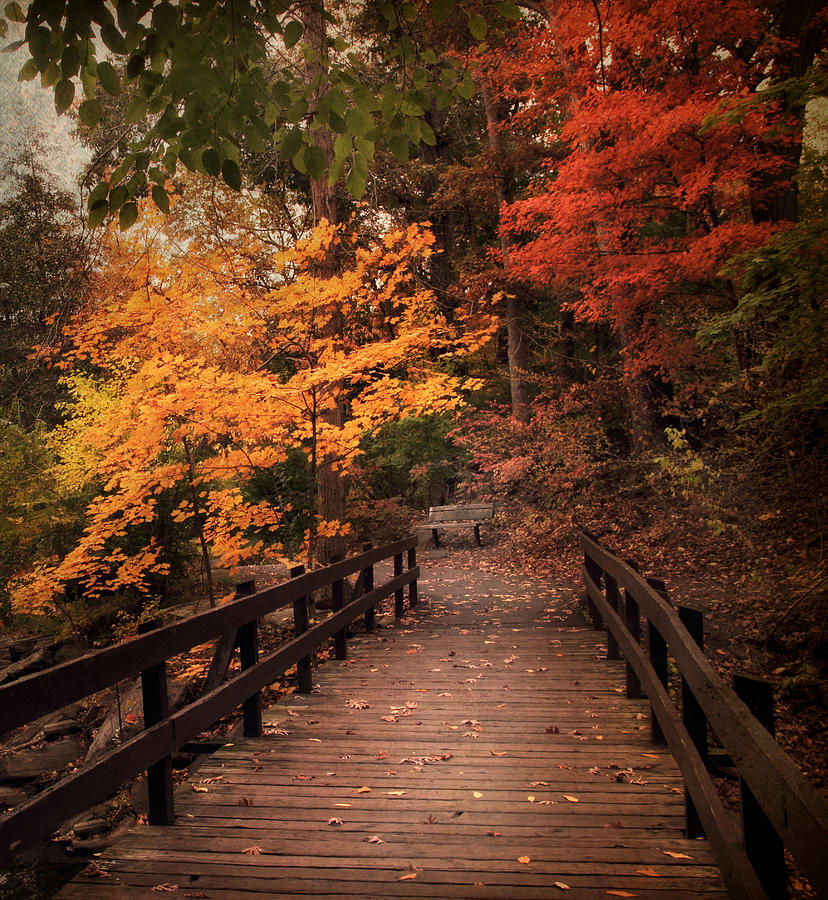 Nature Photograph - Autumn Crossing #2 by Jessica Jenney