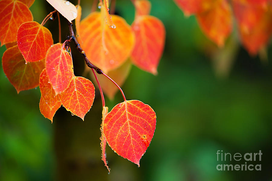 Autumn Curtain Photograph by Jim Garrison