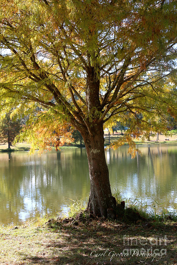 Autumn Cypress Reflection #2 Photograph by Carol Groenen