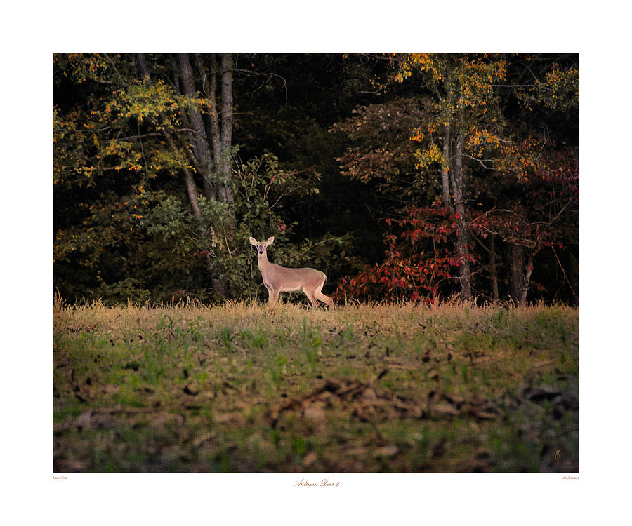 Autumn Deer 2 Photograph by Jai Johnson