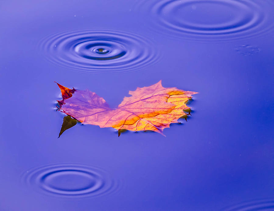 Autumn Drops #2 Photograph by Brian Stevens