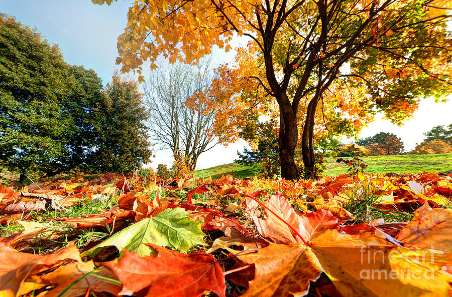 Autumn fall landscape in park #1 Photograph by Michal Bednarek