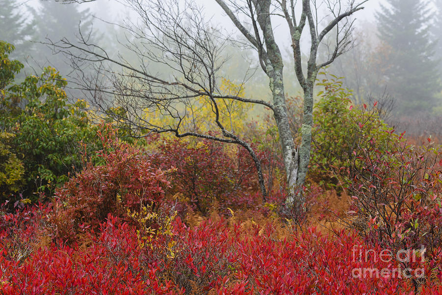 Autumn Fog Dolly Sods #1 Photograph by Thomas R Fletcher