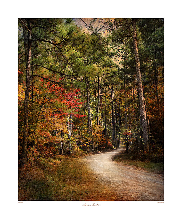 Autumn Forest 2 Photograph by Jai Johnson