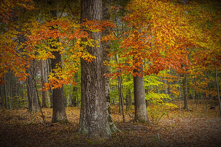 Autumn Forest Scene #1 Photograph by Randall Nyhof