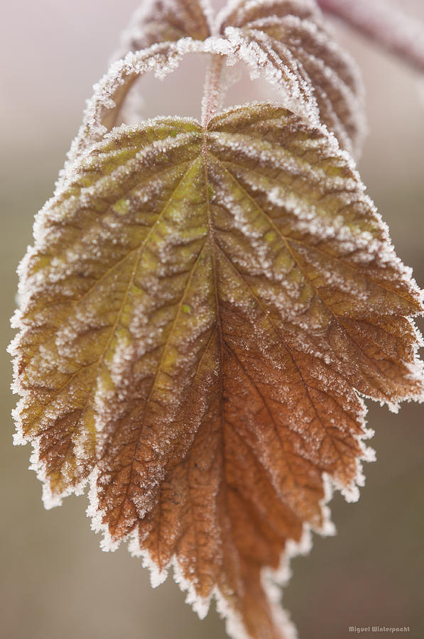 Autumn Frost #1 Photograph by Miguel Winterpacht