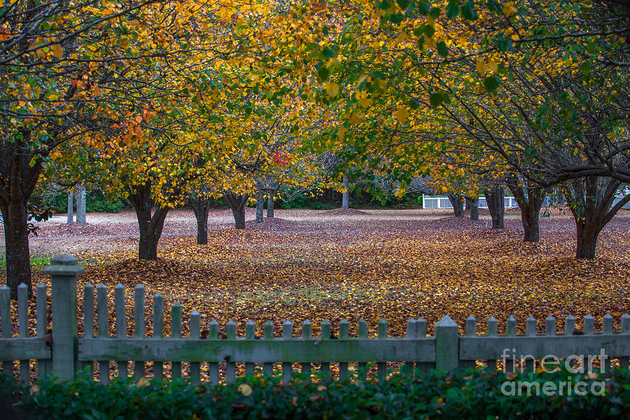 Autumn Splendor Photograph by Dale Powell
